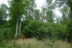Buchenwald im Naturpark Saar-Hunsr�ck