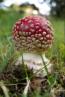Natur pur