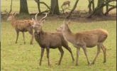 Hirsche im Wildpark Freisen