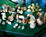 Steinpilze im Herbst